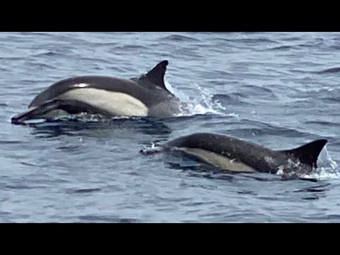 Common Dolphins on the Bow