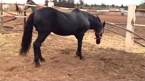 Stallion ( husband of 8 mares )