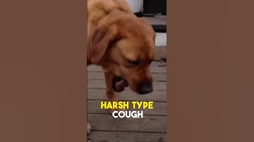 Can You Tell If Your Dog Has Kennel Cough? #kennelcough, #Shorts, #Stop Dog Coughing,