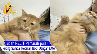 stingy cat/angry cat that he fights over a child with EMA/funny cat compilation/#CT