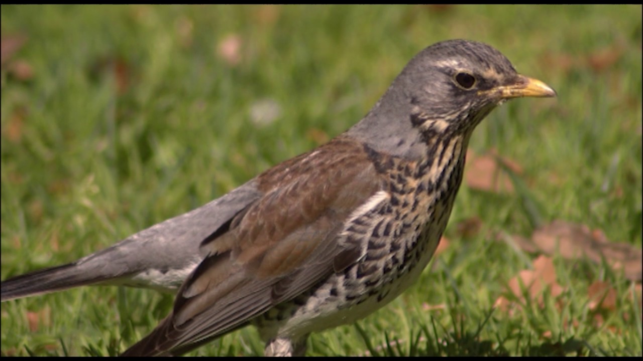 Vida y costumbres de los túrdidos