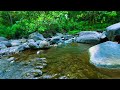 🌿 Gentle Stream Sounds for Deep Sleep and Peaceful Night Ambience 🌙