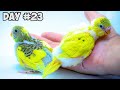 Baby Budgie Day by Day