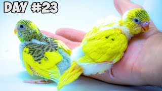 Baby Budgie&#39;s Daily Growth Story: A Diary