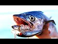 How to Easily Catch Spanish Mackerel EVERYWHERE - Surf, Pier, and Jetty.