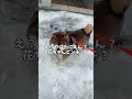 突然の不審車両！その時柴犬は・・・