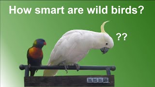 Can wild birds solve puzzles? #cockatoo  #lorikeet #cutebirds screenshot 5