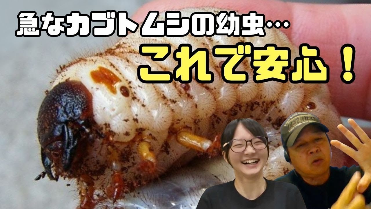 カブト虫、クワガタの、幼虫飼育に 息子がカブトムシの幼虫を持ち帰ってきた！どうやって飼えばいい