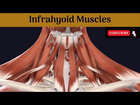 Video: Funcția, Anatomia și Diagrama Sternohyoid - Hărți De Corp