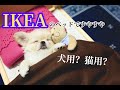 【IKEA】犬用？猫用？ベッドで眠る犬。【鼻ぺちゃ犬】