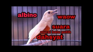 Suara murai batu albino ngerol full/cocok buat masteran