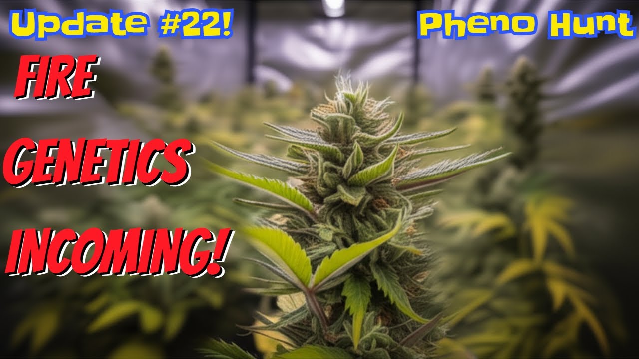 Update #22 🌱 Exotic Genetics, Extra Clones & Week 3 Flower Check-In!
