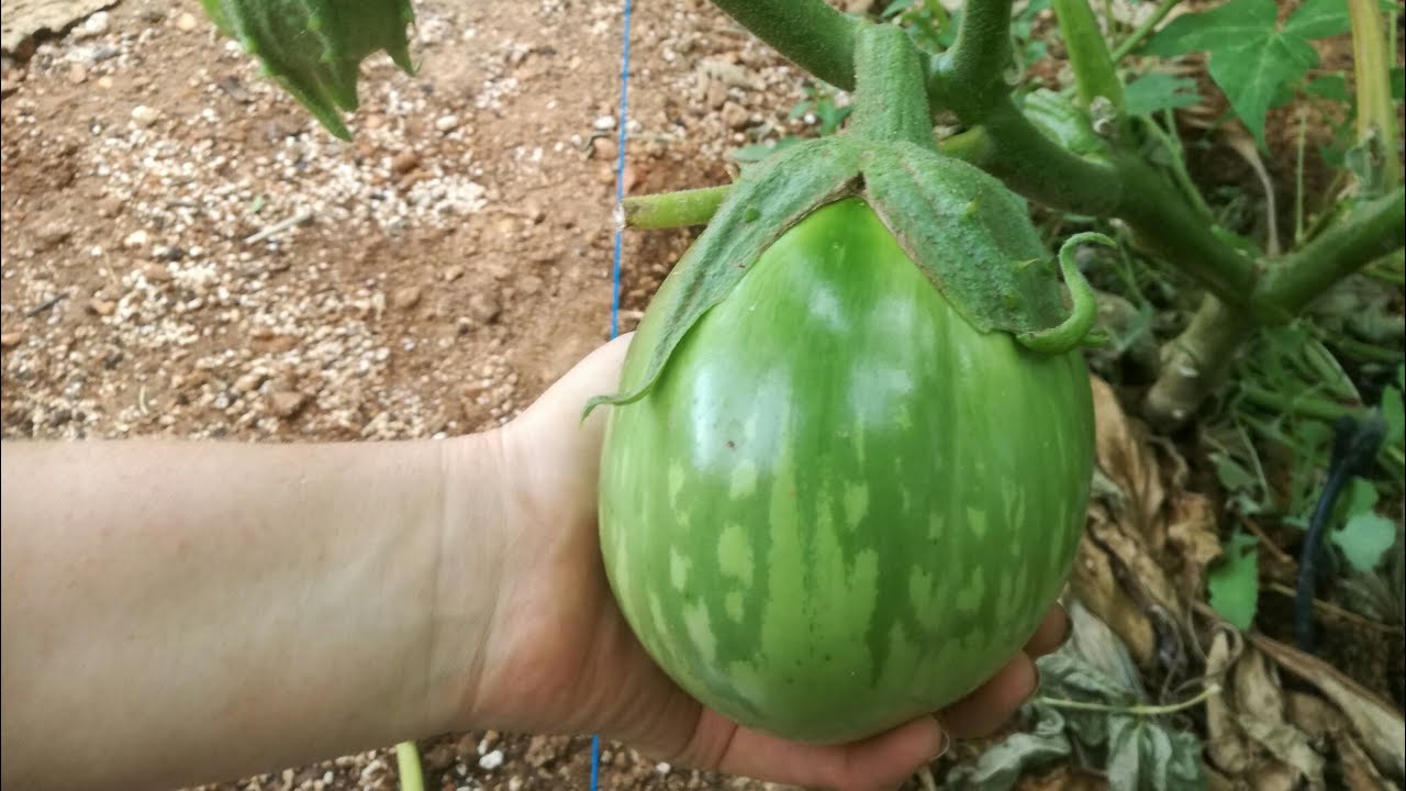 ΜΕΛΙΤΖΆΝΕΣ. ΠΡΏΤΟΙ ΚΑΡΠΟΊ. ΣΥΝΤΉΡΗΣΗ ΤΟΎ ΦΥΤΟΎ.