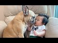 My dogs fall in love with our baby  the full story