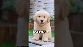 Cutest Dog  Best of 2023 Compilation | Cute & Funny Golden Retrievers