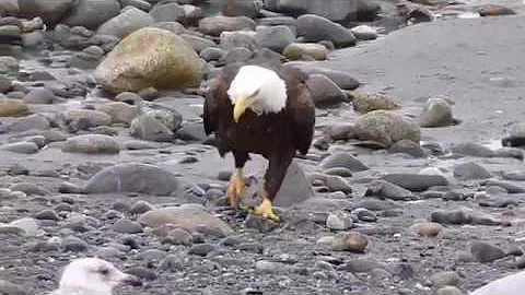 What is national bird of Russia? (2023)