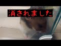 【事故物件】消されました。