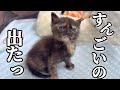 おチビのサビ猫が見守られながらアレ出しちゃう動画。【お食事中の人ごめんなさい】