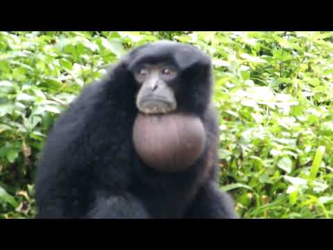 Wideo: Różnica Między Gibbons A Siamang