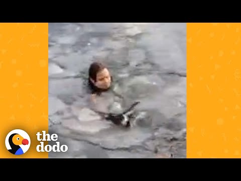 Woman Jumps Into Icy Lake To Save A Dog | The Dodo