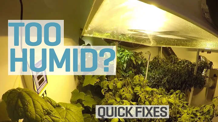 Too Humid in your Grow Room?