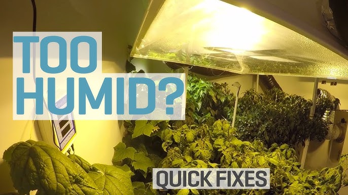 Too Hot In Your Grow Room? - Youtube