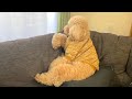 いっそう人間味が増したw大きいトイプードル【デカプー】【トイプードルのロアくん】【toy poodle】