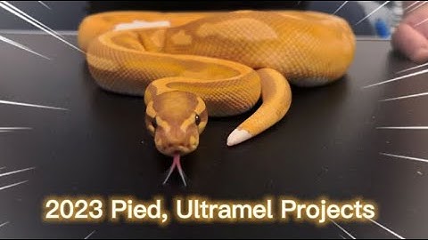 2023 Pied Ultramel Projects