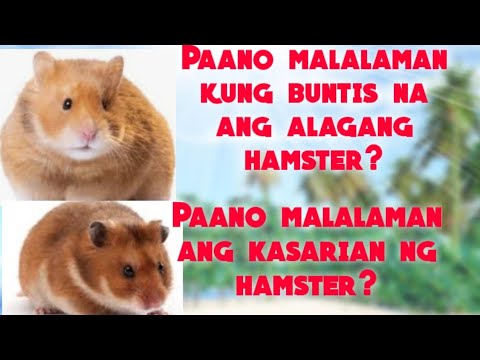 Paano malalaman kung ang hamster ay buntis? - Mga Alagang Hayop - 2022