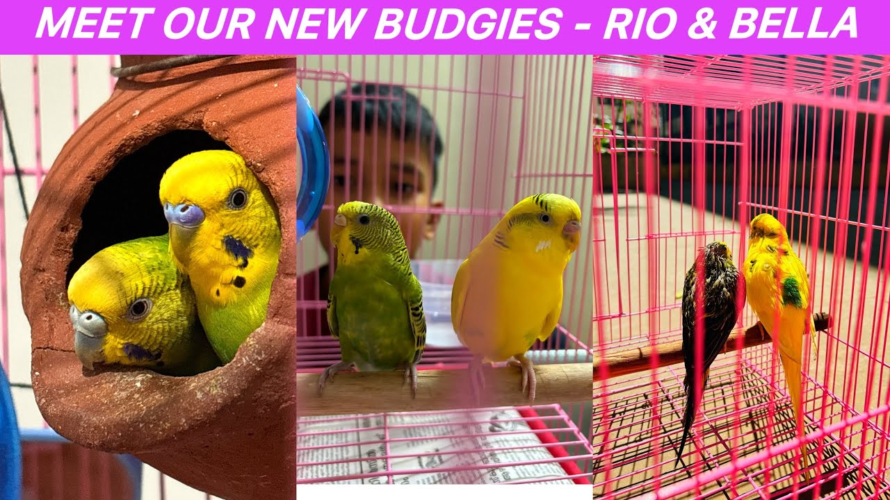 We bought two little budgies Budgerigar Birds #chandravlogsuk