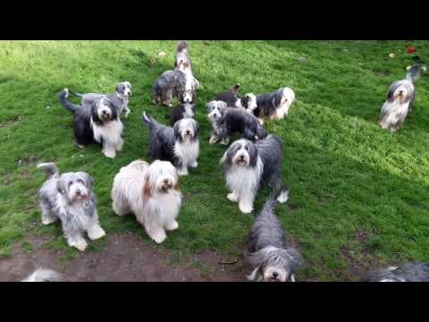 Video: Bearded Collie Dog Ras Allergene, Gesondheid En Lewensduur