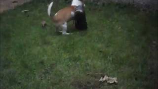 Sam Dans Le Jardin
