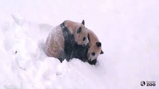 Toronto zoo giant panda cubs, jia panpan and yueyue, enjoyed playing
in the first big snow fall of 2017. pandas will call home ...