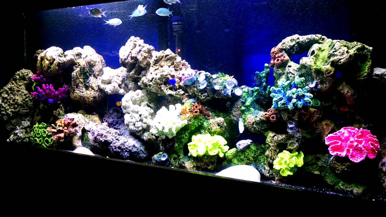 40 gallon artificial reef aquarium YouTube