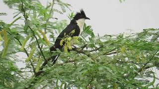 Jacobin cuckoo @ Surajpur Wetland