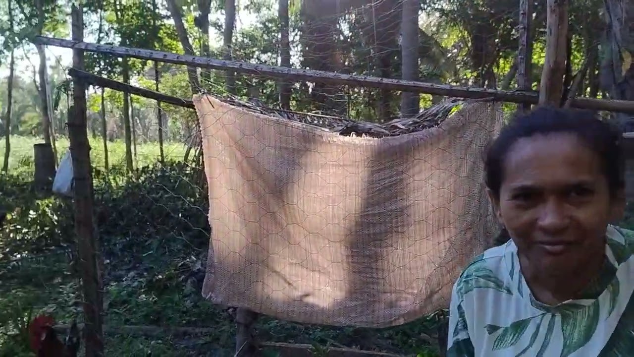 Hoje estou plantando umas mudas de caju no meu quintal!