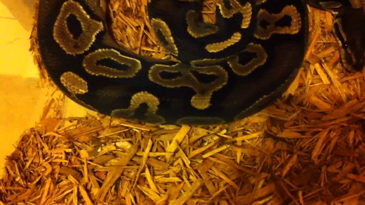 watershed How I water my snakes + Updates