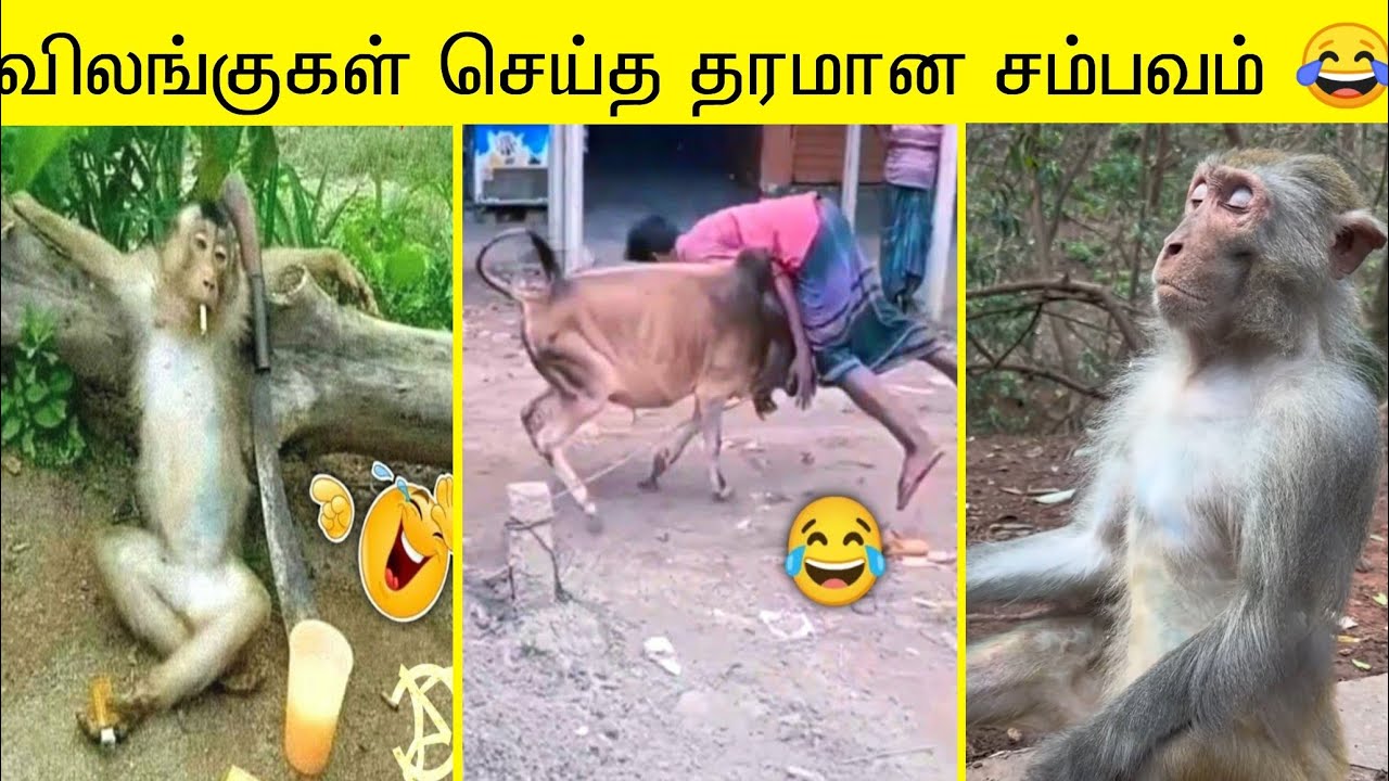 2025 புத்தம் புது விலங்குகள் செய்த காமெடி சம்பவம் 🤣😂