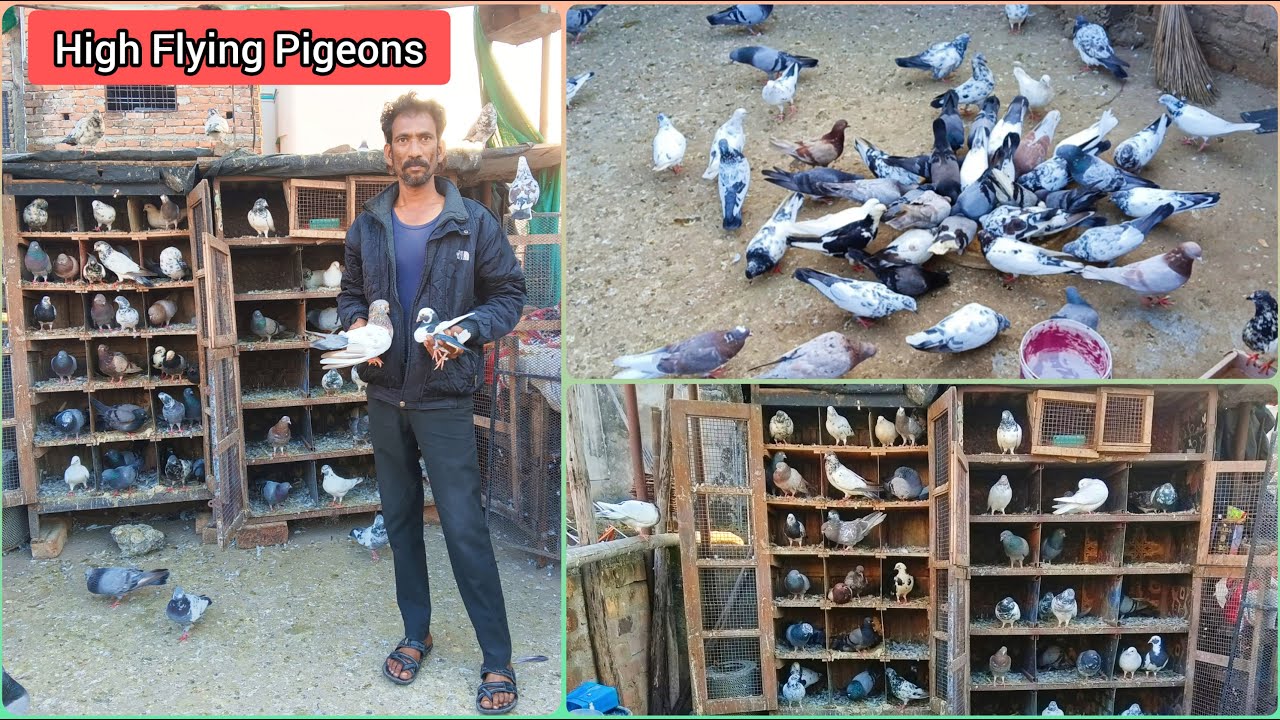 High Flyer Pigeon // Quality Udaan Ke kabootar //Nagpur