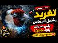 تغريد الحسون في الطبيعة: أصوات نقية لتحفيز انثى الحسون وتجهيزها للموسم