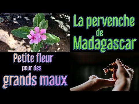 Vidéo: Pervenche (herbe) - Propriétés Utiles Et Utilisations De La Pervenche, De La Pervenche Rose, Des Fleurs De Pervenche