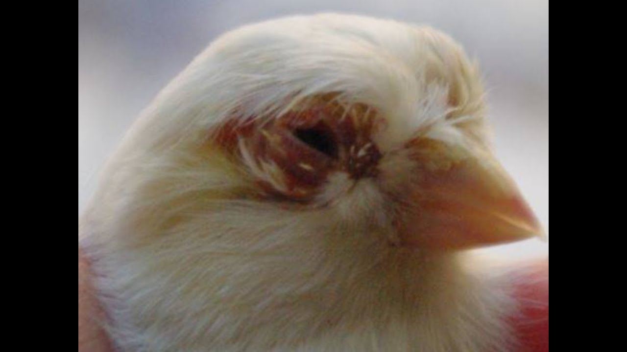 ØµÙØ±Ø© ذات ØµÙØ©