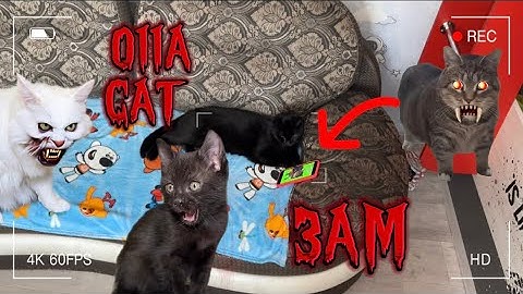 IF OlIAOIIA CAT IS CALLING YOU - RUN ( at 3 am )