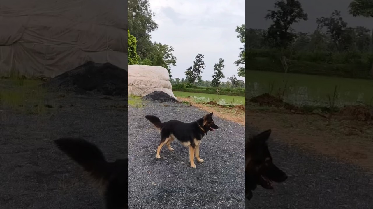 Female German Shepherd Dog German shepherd dog kaisa dikhta Hai
