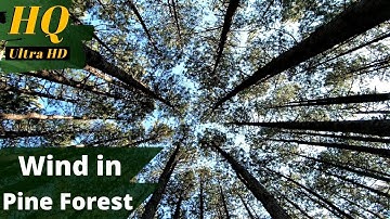 8 Hours of Soft Wind Through the Pine Forest, Nature ASMR for Relaxation