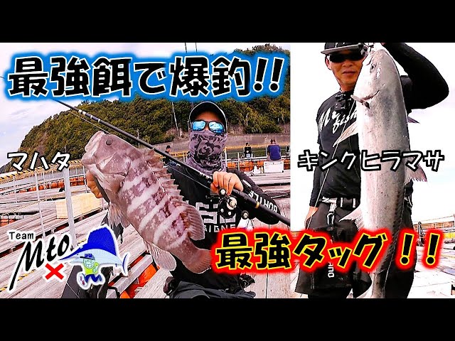 釣り干 Yuasa Offshore Fishing Pond: Big Catch with Secret Bait - YouTube