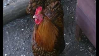 Gold Laced Orpington Bantam Hens from Moore Estates UK Jubilee Orpington Bantam Chicks From Moore Estates