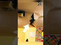 Unbelievable Bad Luck Moments You Won’t Believe #ytshorts #funny #funnymoments #epicfails