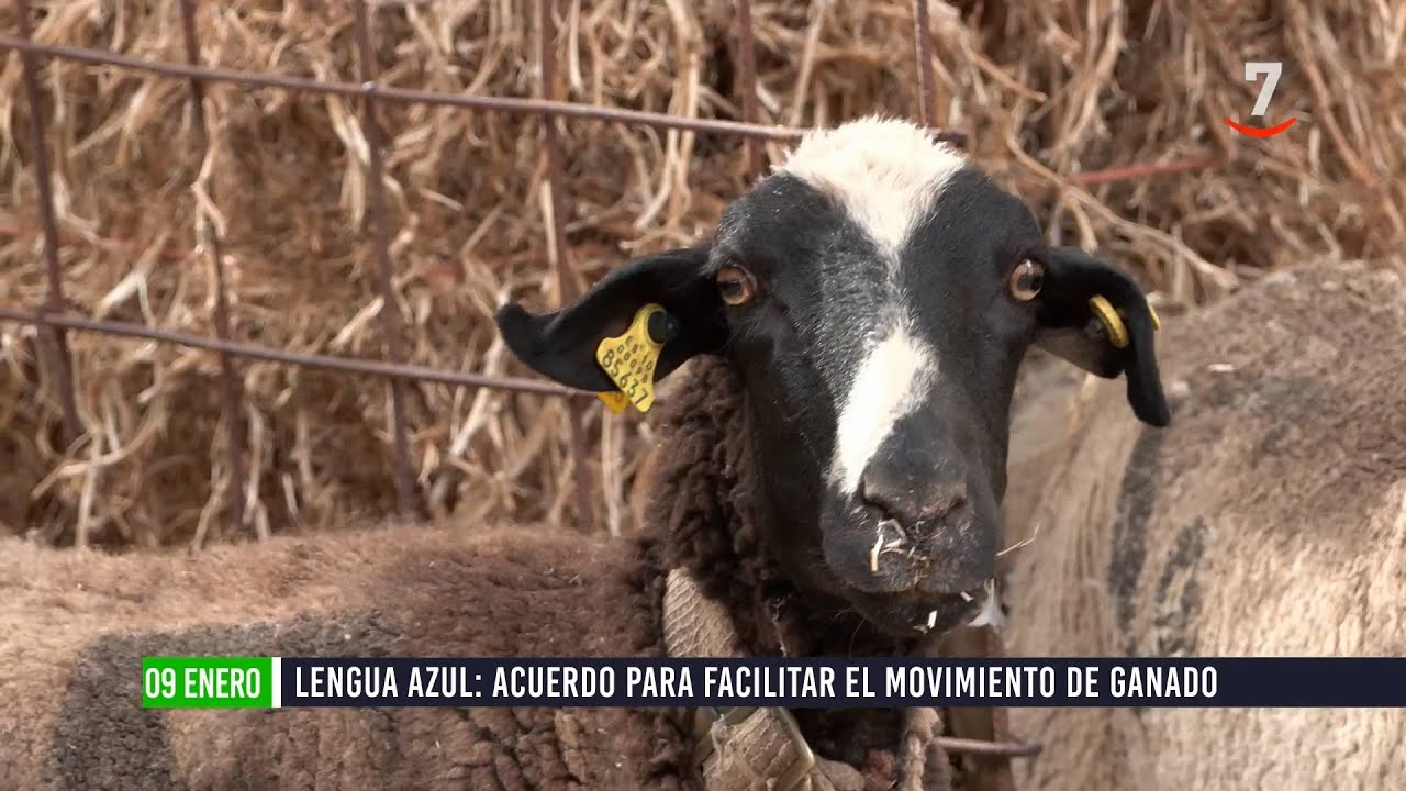 Flash el campo al día (09/01/2025): Lengua azul. Acuerdo para facilitar el movimiento de ganado