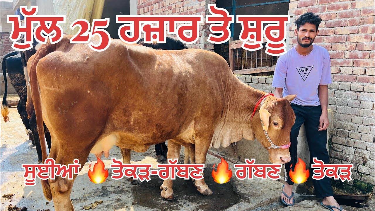 ਮੁੱਲ 25 ਹਜ਼ਾਰ ਤੋ ਸ਼ੁਰੂ 🔥ਸਾਰੇ ਪਸ਼ੂ ਵਿਕਾਉ 🔥-All animals for sale 